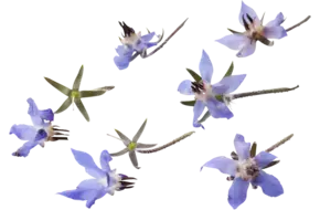 Eetbare bloem Borage blauw groot 68st.