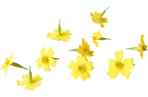 Eetbare bloem citroen Afrikaantjes 20st.