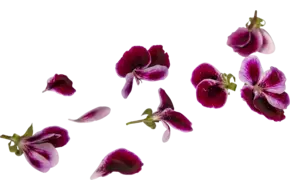 Eetbare bloem Sinaasappel Geranium 15st.