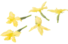 Fleur comestible fleur de concombre 20pc pièce