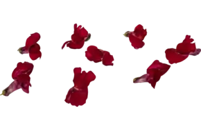 Eetbare bloem Leeuwenbekjes rood 20st.