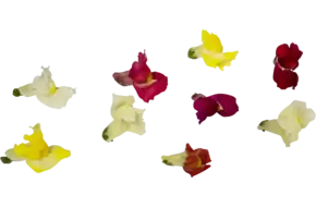 Eetbare bloem Leeuwenbekjes mix 20st.