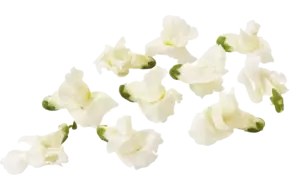Eetbare bloem Leeuwenbekjes wit 20st.