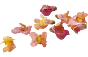 Eetbare bloem Leeuwenbekjes bont 20st.