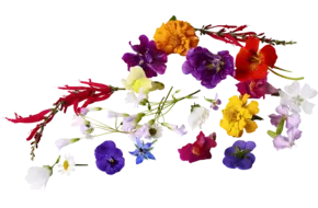 Eetbare bloem mix groot 35st.