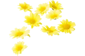 Eetbare bloem Madeliefjes +-- 30st