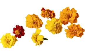 Eetbare bloem Afrikaantjes mix 20st.