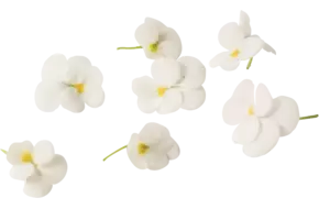 Eetbare bloem Viooltjes wit 22st.