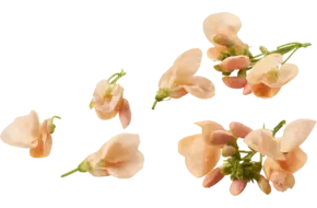 Eetbare bloem Zalmbloem 20st.