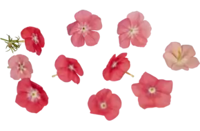 Edible flower Flame flower 20pc piece