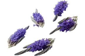 Eetbare bloem lavendel 20st.