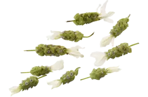 Eetbare bloem Lavendel wit 20st.