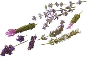 Eetbare bloem Lavendel mix 20st.