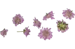 Eetbare bloem Duifkruidbloem lila 8st.