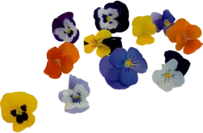 Eetbare bloem Viool mix 25st.