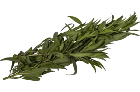 Estragon mexicain 50g pièce