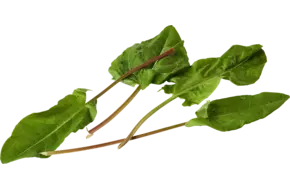 Oseille cheveaux 30g pièce