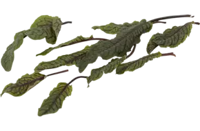 Blood sorrel bush piece