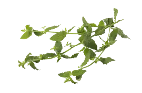 Aardbeien munt 20gr.