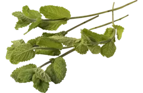 Appelmunt 20gr.