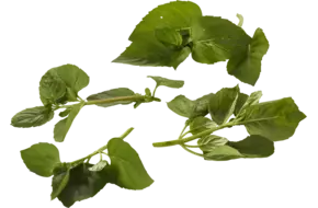 Menthe de mandarin 20g pièce