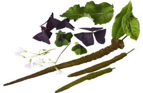 Zuring mix  +-- 30 blaadjes