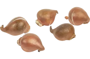 Tulpenbollen 250gr