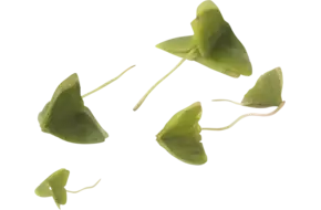 Klaverzuring groen +-- 100 blaadjes