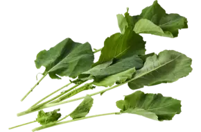 Mosterdkool 200gr.