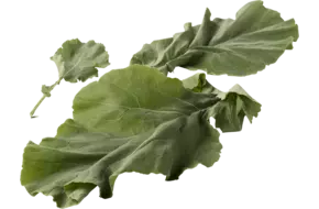 Bladkool 250gr.