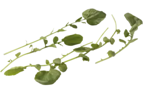 Barbarea herbs 50gr piece