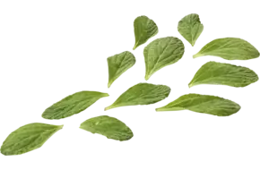 Mini borage kruid 50gr.