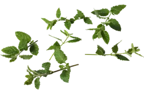 Keizers mint 30gr