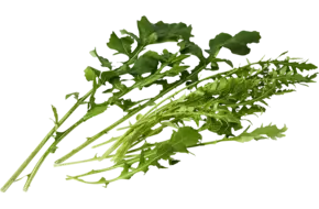 Rucola coltivata 50gr.