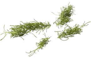 Olijfkruid 15gr