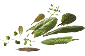 Mini zuring mix +-- 30 blaadjes