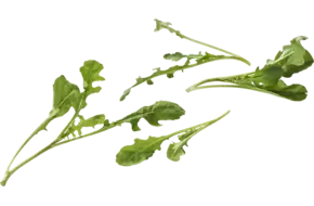 Mini wilde rucola 50gr.