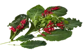 Kool melange onbewerkt 250gr.