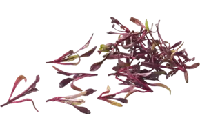 Rode bieten cress +-- 100 blaadjes