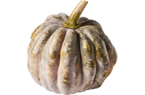 Pompoen Crown 2 tot 3,5 kilo