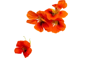 Oost indische kers rood 10st.