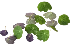 Oost indische kers blad 30 stuks