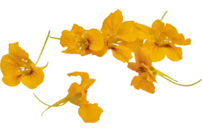 Oost indische kers oranje 15st.