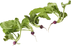 Mini radijs bosje