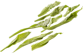 Weegbree 20gr.
