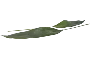 Aspidistrablad 10st. (decoratie)