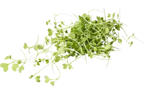 Mosterd cress 20gr