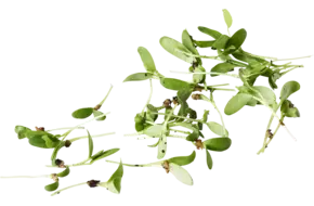 Fenegriek cress +-- 100 st