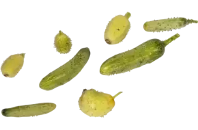 Micro komkommer 10st