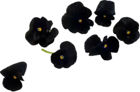 Eetbare bloem Viooltjes zwart 22st.
